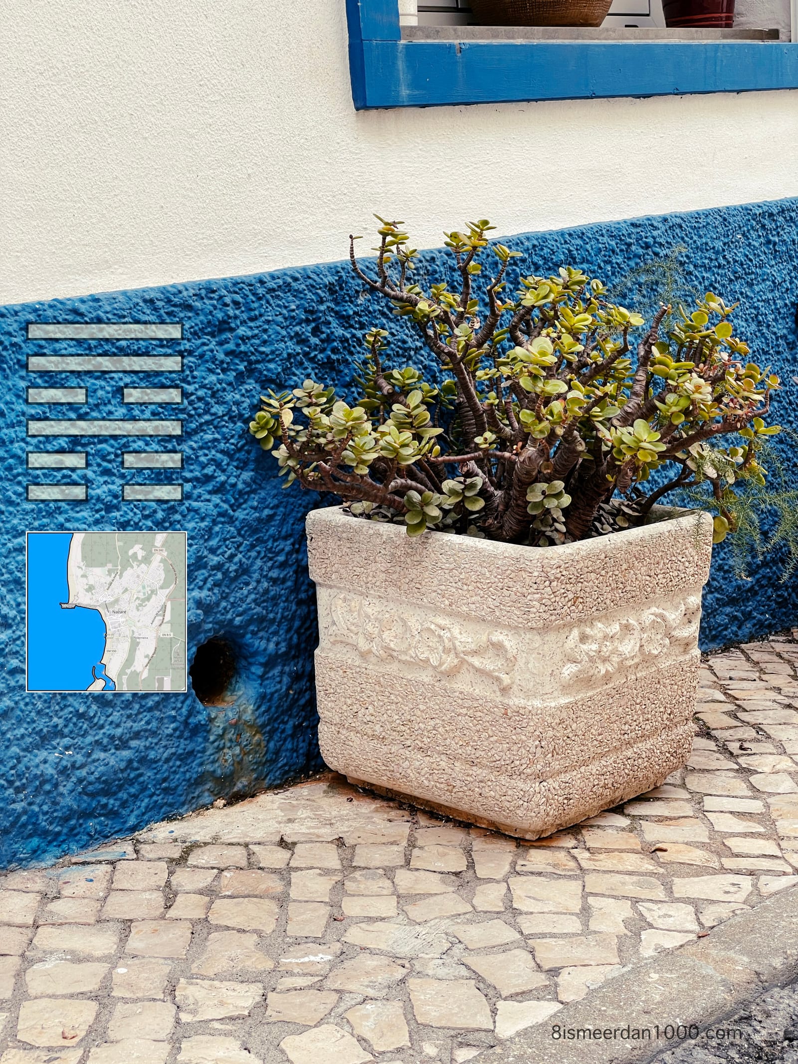 PLANT IN POT post image