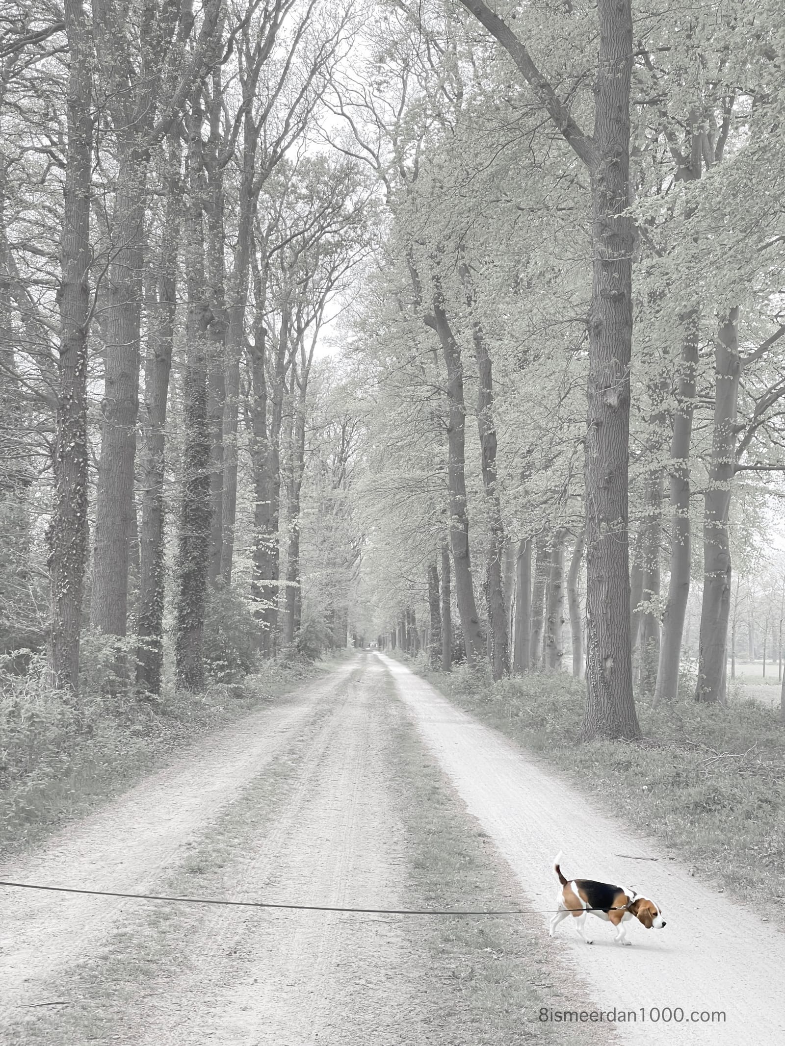 PASSEREN post image