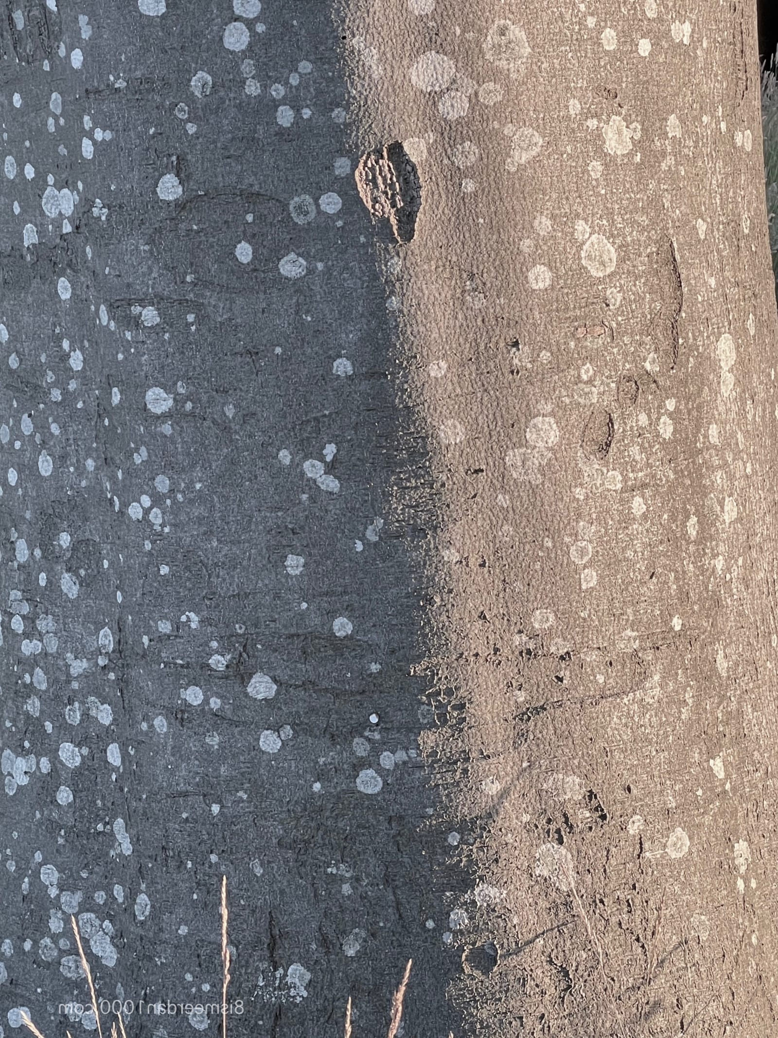 THE LENGTH OR THE WIDTH post image