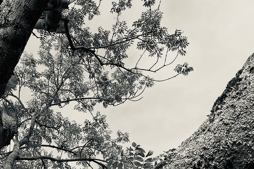 tree time CHI  KUNG     ~     de botanie van beweging