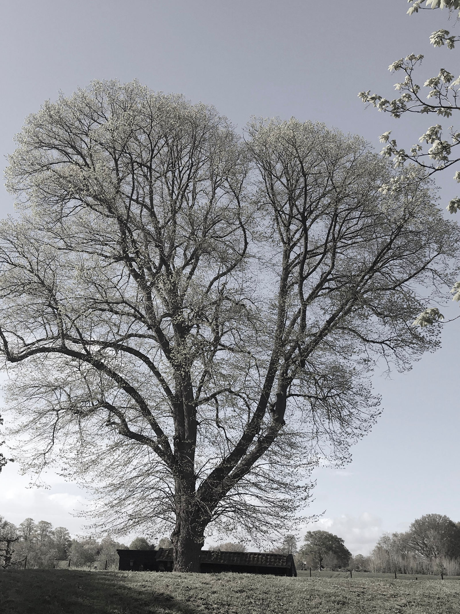 THE IMAGE OF A TREE