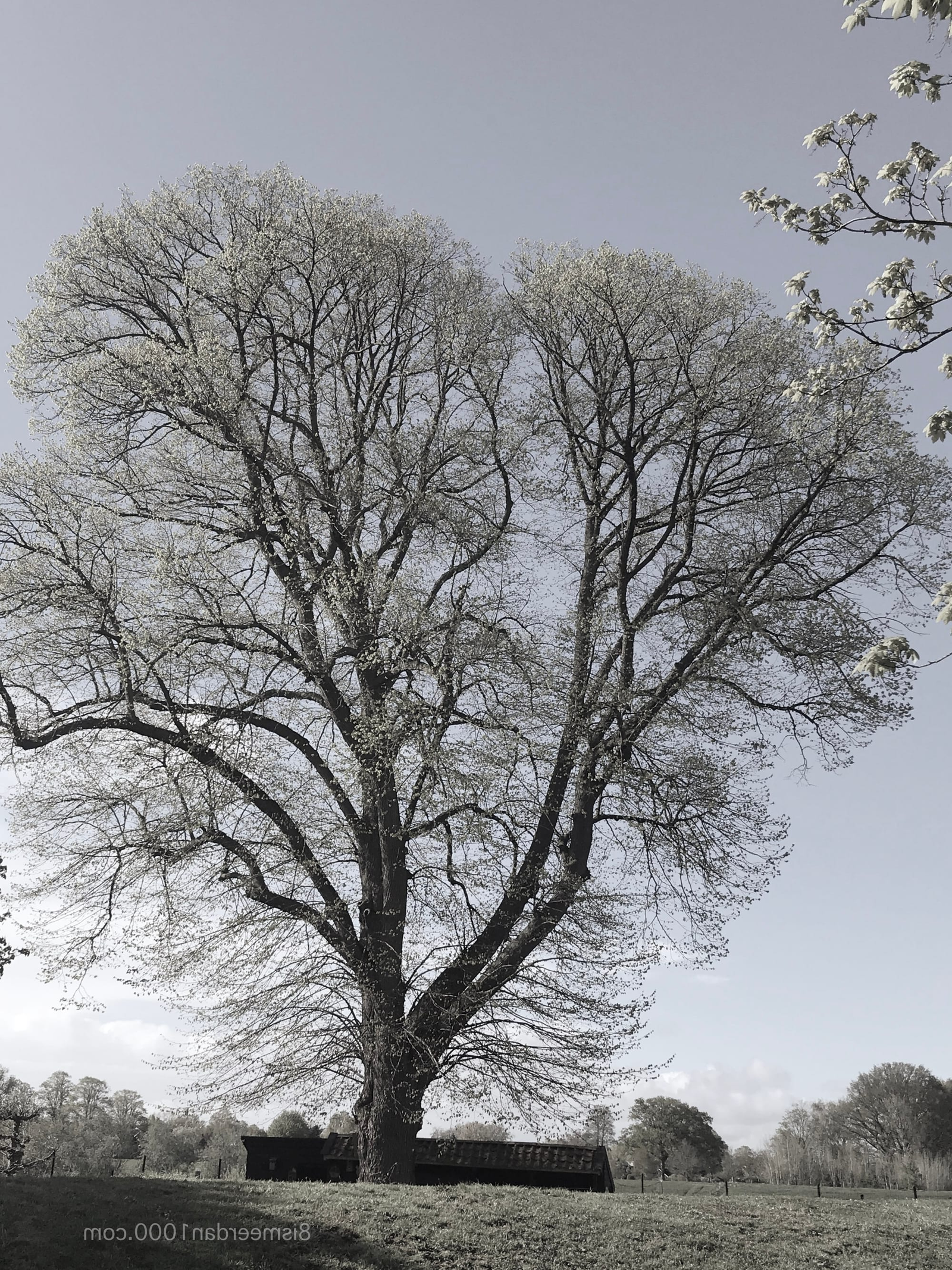 THE IMAGE OF A TREE