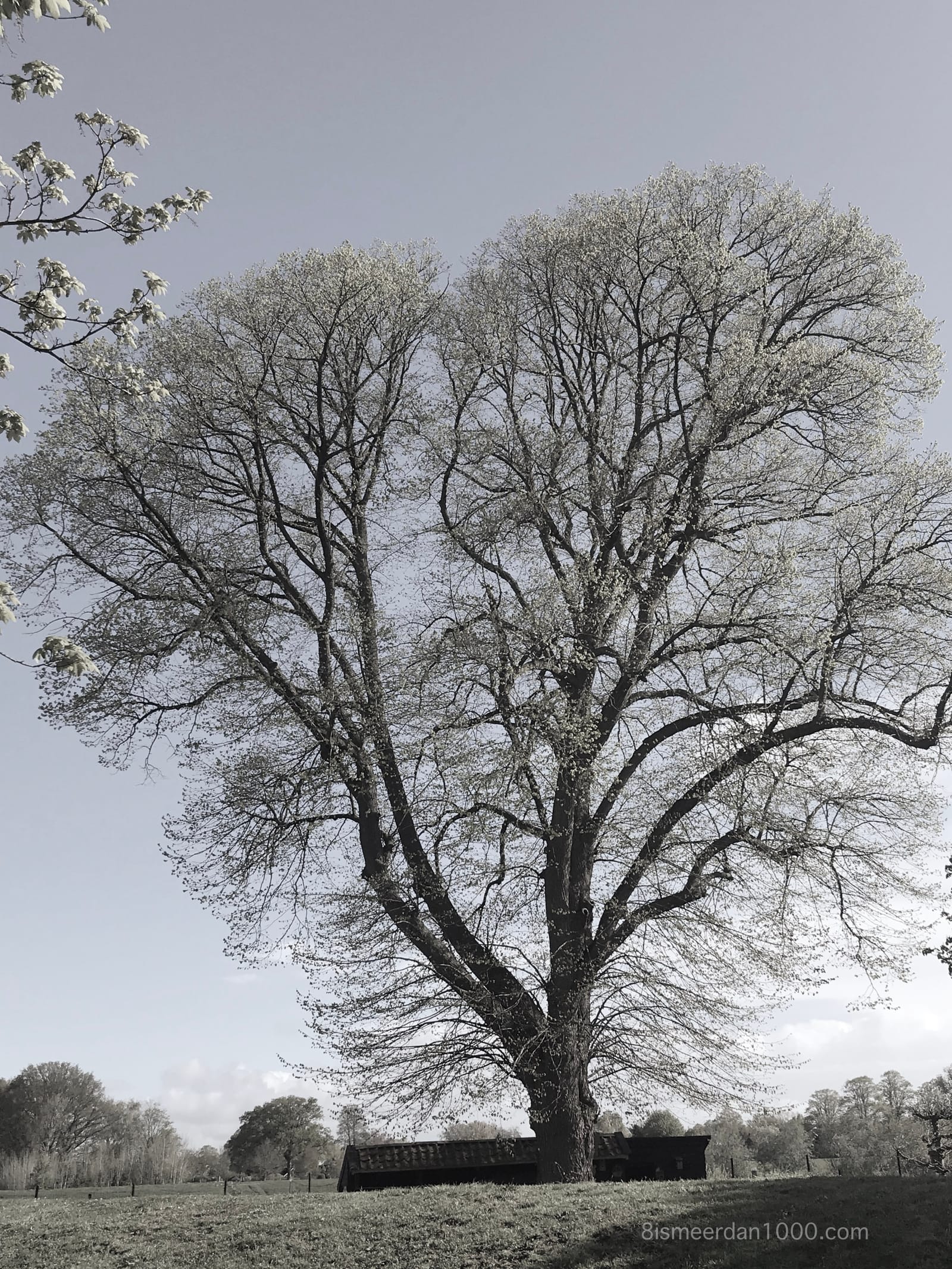 HET BEELD VAN EEN BOOM post image