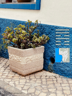 PLANT IN POT post feature image