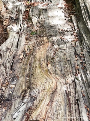 HET 'TREE TIME CHI KUNG' ARCHIEF post feature image