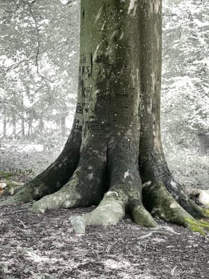 THE 'TREE TIME CHI KUNG' PAPERS post feature image